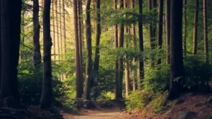 Ein idyllischer Waldweg in Göttingen lädt zu entspannten Spaziergängen in der Natur ein.