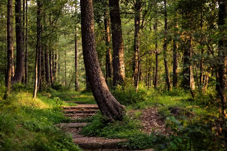Göttingen lädt wieder zu kostenlosen Wald-Exkursionen ein