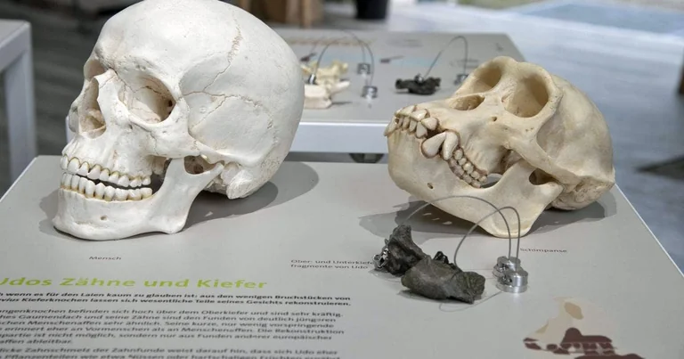 Molassic Park in München: Ausstellung am 30. Juli