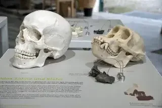 Molassic Park in München: Ausstellung am 30. Juli