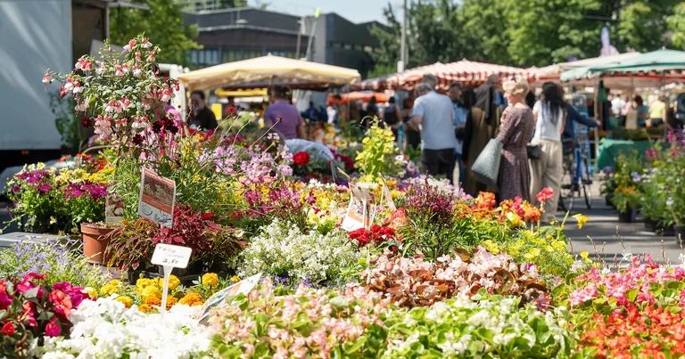 Wochenmarkt Höchst: Drei kostenlose Markttage in Frankfurt