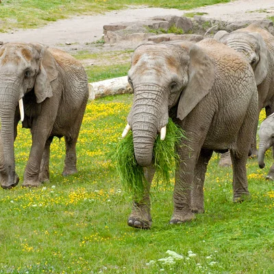 65 Jahre egapark: Erfurt blickt auf seine Gartenikone