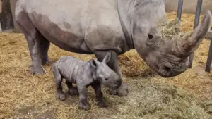 Ein ausgewachsenes Nashorn steht neben seinem kleinen, neugeborenen Nashornkalb auf einem Untergrund aus Stroh.