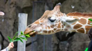 Eine Giraffe frisst grüne Blätter aus der Hand eines Besuchers im Zoo Vivarium.