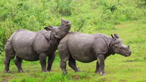 Zwei Nashörner stehen friedlich auf einer grünen Wiese im Wildpark Saarbrücken.