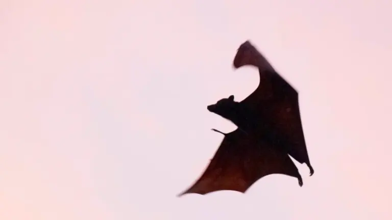 Die dunkle Silhouette einer fliegenden Fledermaus vor einem hellen, pastellfarbenen Abendhimmel.