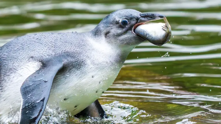 Ein Pinguin schwimmt an die Wasseroberfläche mit einem Fisch im Schnabel.