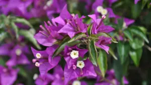 Nahaufnahme leuchtend violetter Bougainvillea-Blüten mit kleinen weißen Blüten in einem sonnigen Garten.