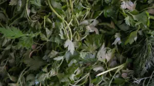 Ein Bündel frischer grüner Kräuter wie Petersilie und Dill für die Küche.