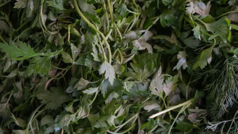 Pfifferling-Pfanne mit Kräutern: Spätsommer-Rezept