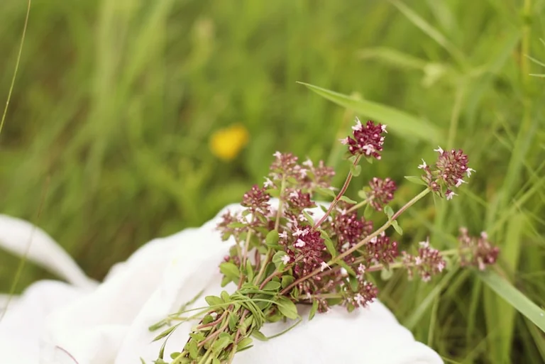 Pfifferling-Pfanne mit Kräutern: Spätsommer-Rezept