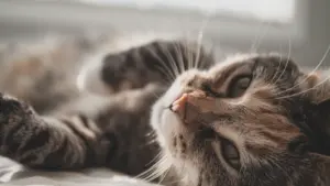 Eine gestromte Katze liegt entspannt auf einem hellen Untergrund und blickt in die Kamera.