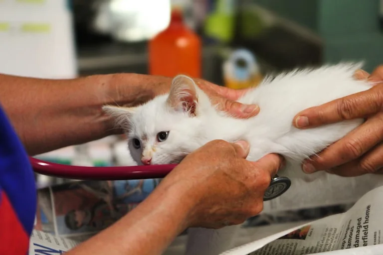 Weltkatzentag am 8. August: Sommercheck für Katzen