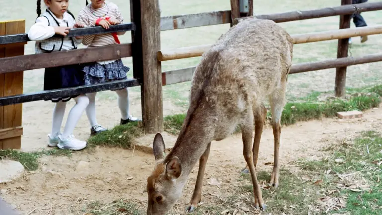 Wildpark-Ferien in Saarbrücken: Was Kinder ab 160 Euro erleben