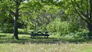 Ein hölzerner Picknicktisch auf einer grünen Wiese an einem sonnigen Sommertag.
