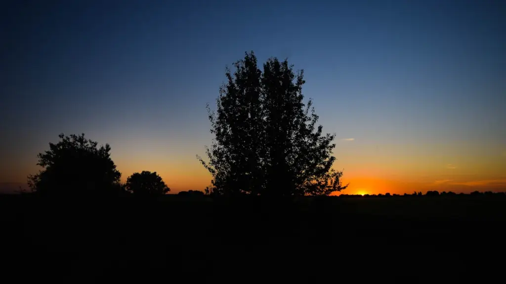 Die untergehende Sonne hinter einer dunklen Baumsilhouette am Horizont bei klarem Himmel.