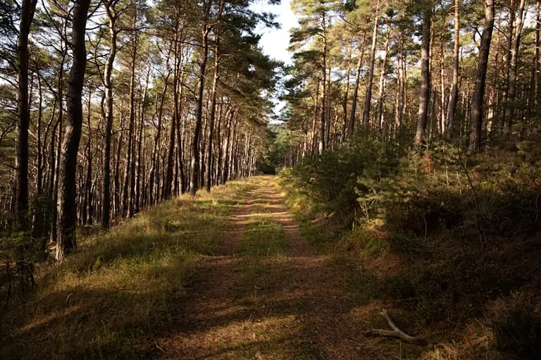 Waldtraum: Was Wegsuche und Rückzug bedeuten können