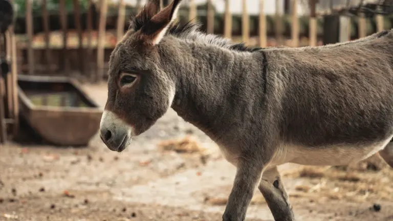 Ein grauer Esel steht in einem umzäunten Gehege auf dem Bauernhof im Zoo.