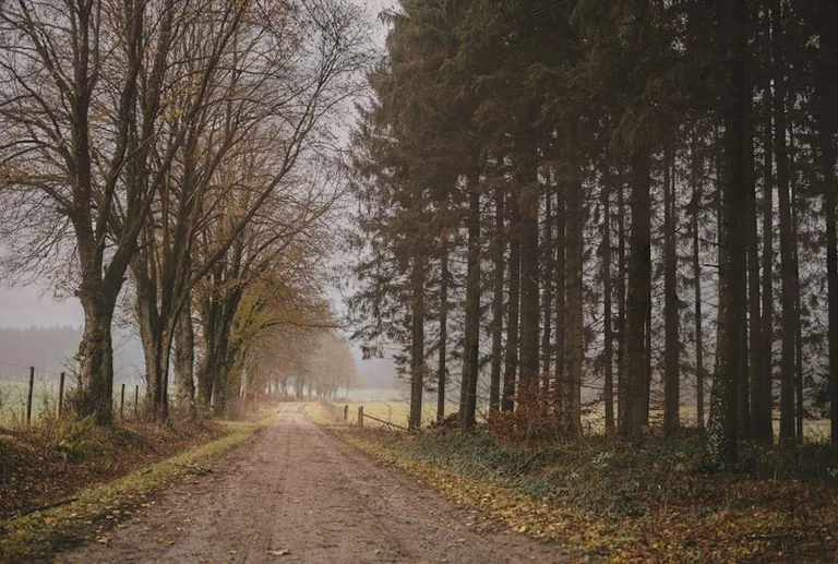 Im Traum durch den Wald gehen: Was die Stimmung verrät
